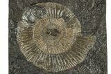 Dactylioceras Ammonite Fossil - Posidonia Shale, Germany #304956-1